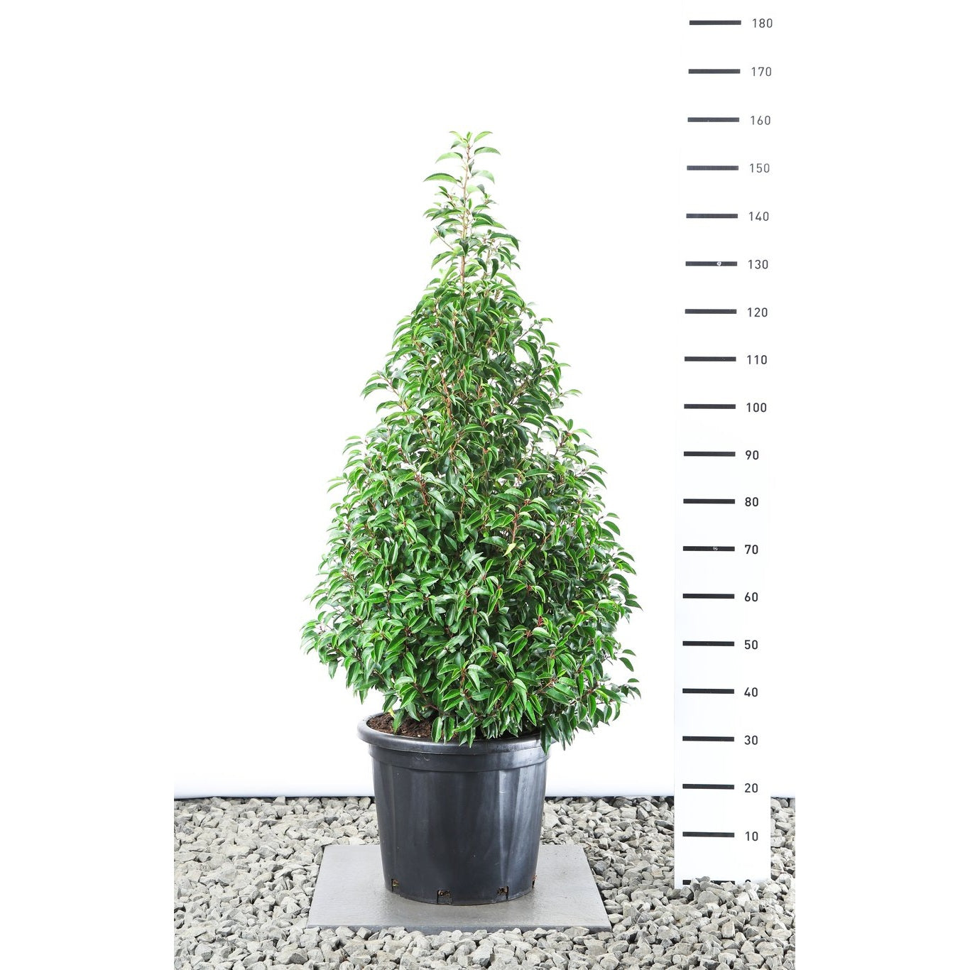 Lagerkörsbär – Prunus lusitanica 'Angustifolia' - 100-120 CM Piramide Cont.